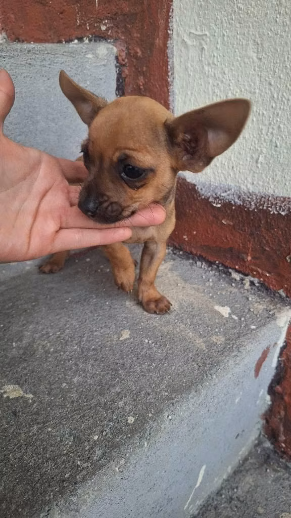 Chihuahua