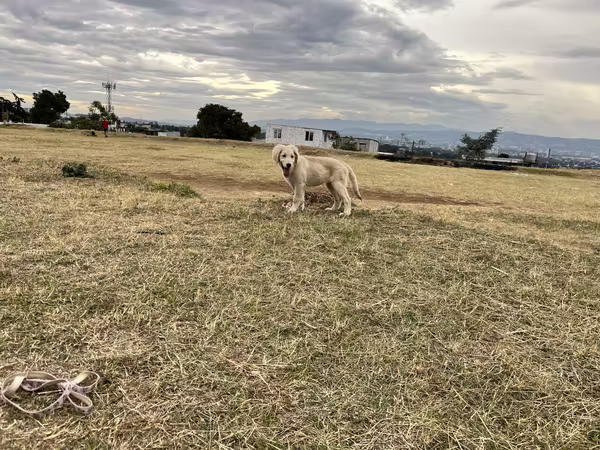 Golden Cachorra