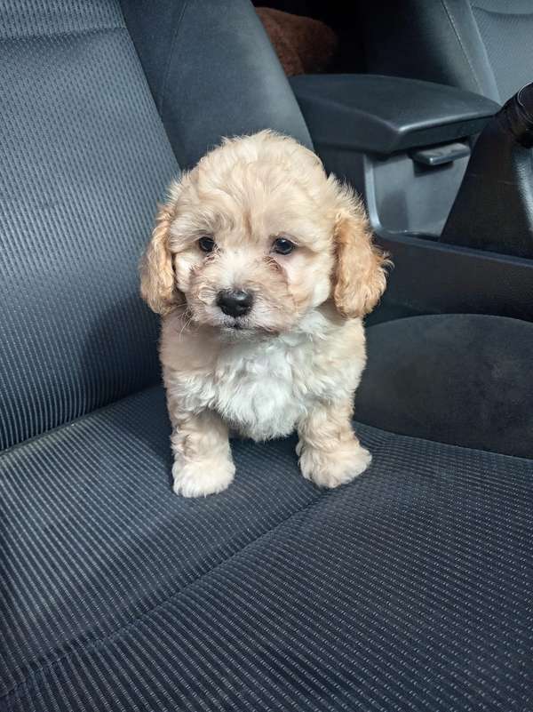 French mini beautiful puppies