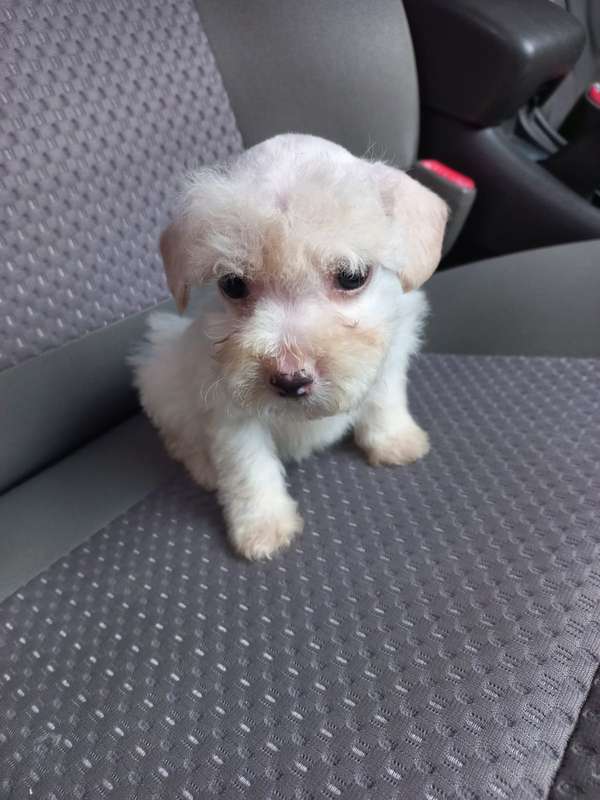 Schnauzer mimini adorables caccachorritos
