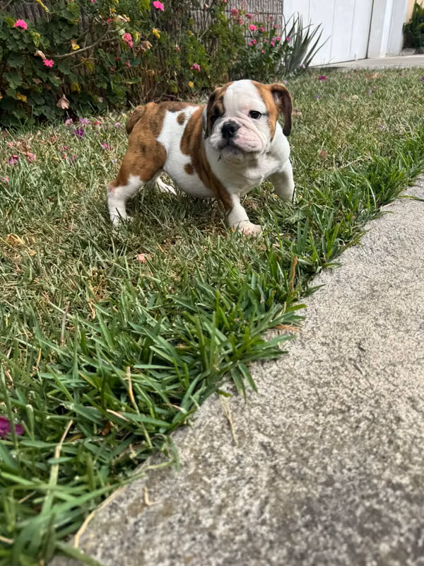 Bulldog ingles pedigrí A