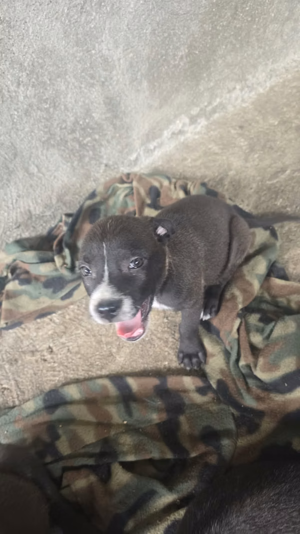 Cachorros mixtos pitbull/pastor belga