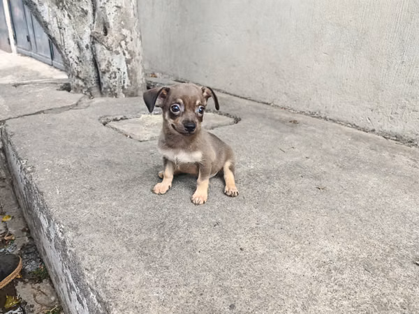 Beautiful chihuahua color coffee