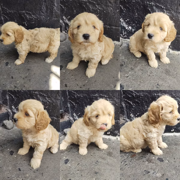 Hembra Cavoodle Cafe