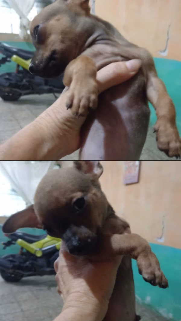 Venta de chihuahuas 