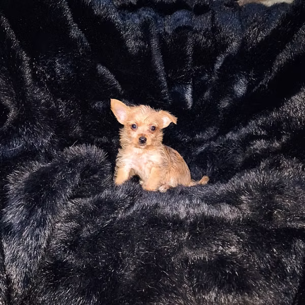 Chorkie