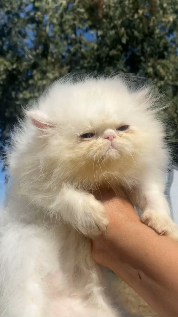 Gato persa 
