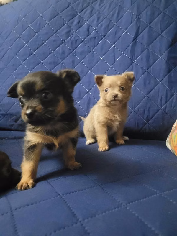 Chihuahua