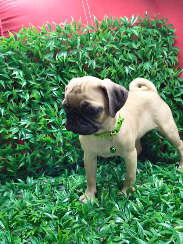 Pug female brew
