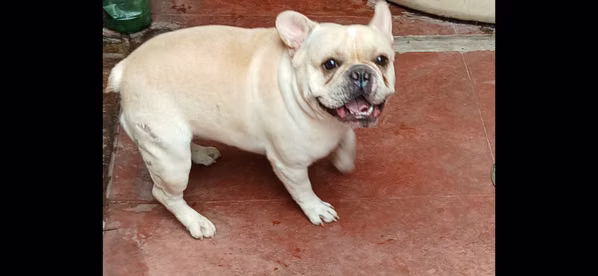 Bulldog Frances 
