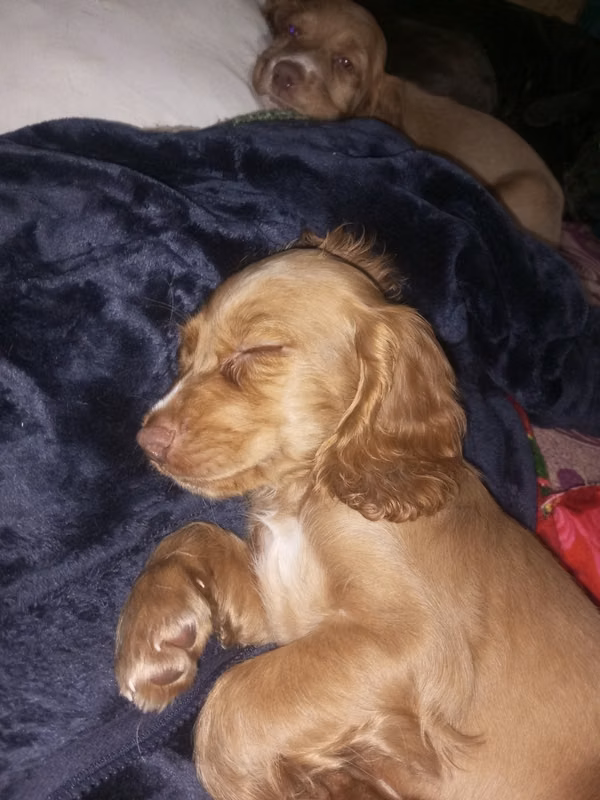 Sell Cocker Spaniel * excellent genetics