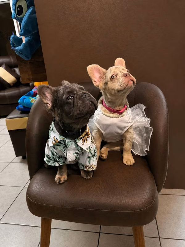 cute french bulldog pluffi (colombians)
