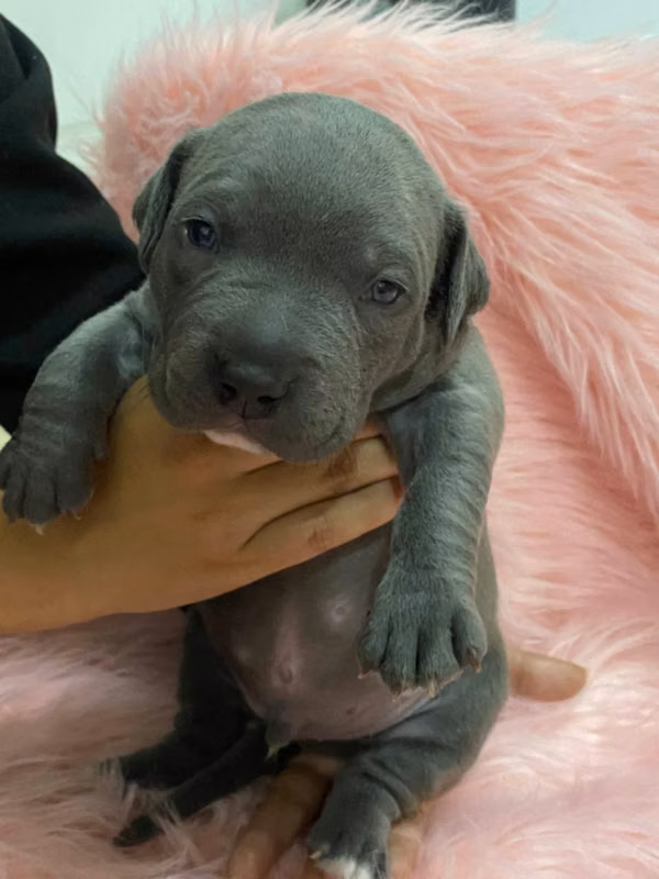 Cachorro pitbull