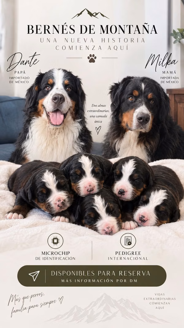 Beautiful mountain bernese litter