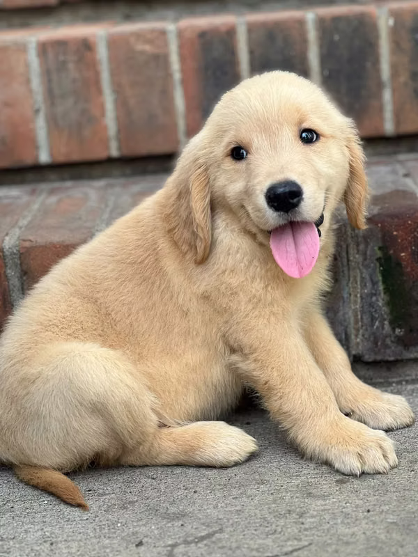 Golden retriever