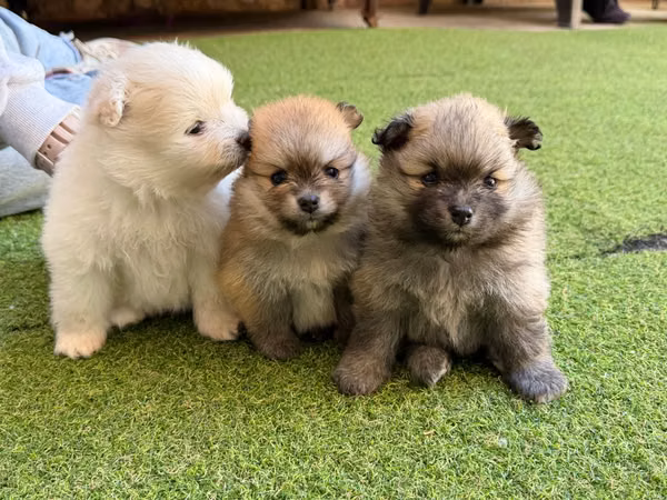 Pomerania