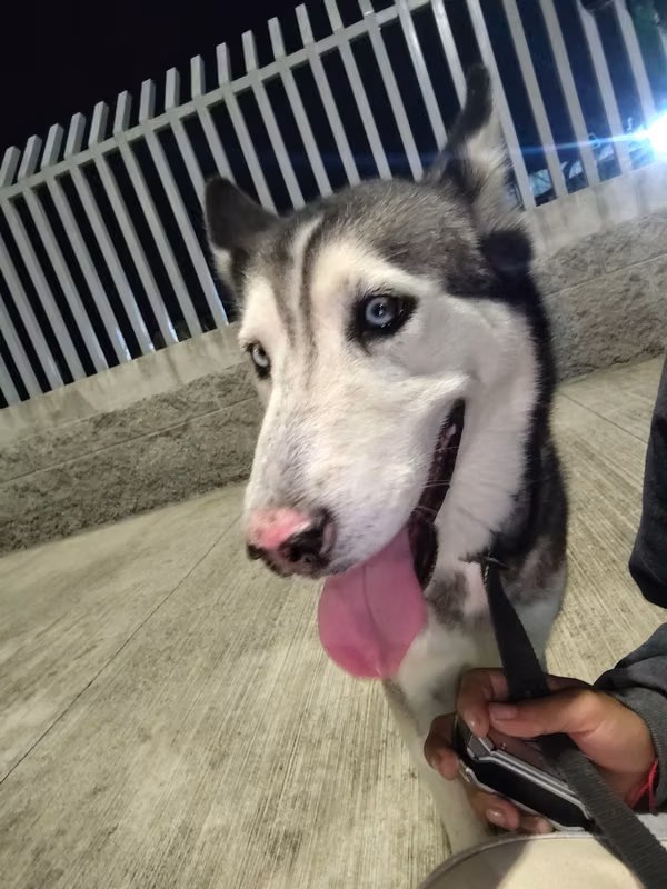 siberian husky