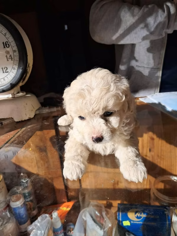 Mini french