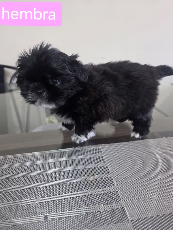Shih tzu  