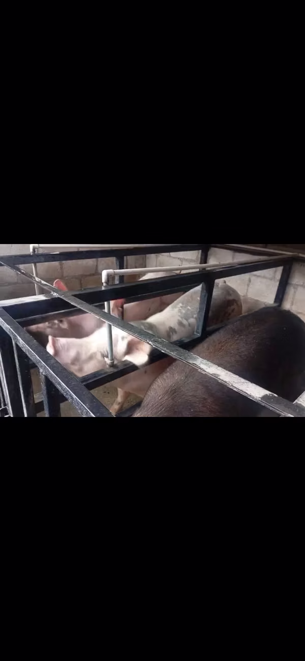 A LA VENTA BONITAS SERDAS PARINDERAS 