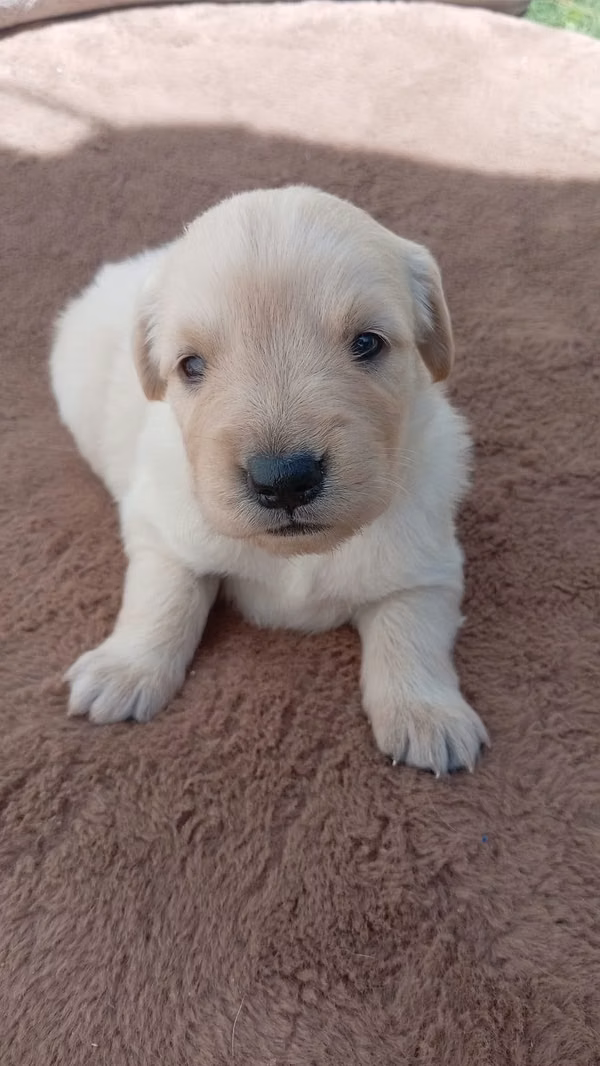 Golden retriever, papás con excelente genética y pedegree A
