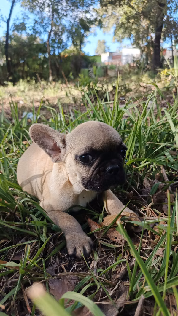 French Bulldog