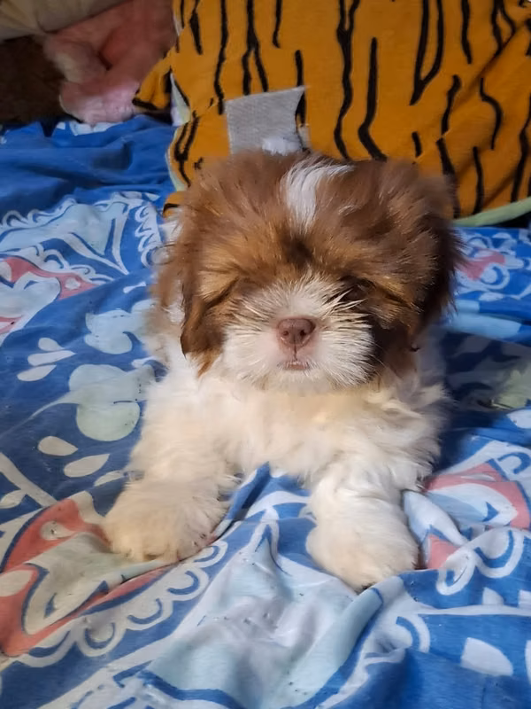 Shitzu Tricolor