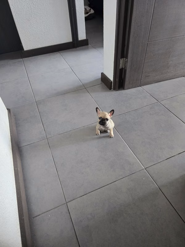 Frug dogs