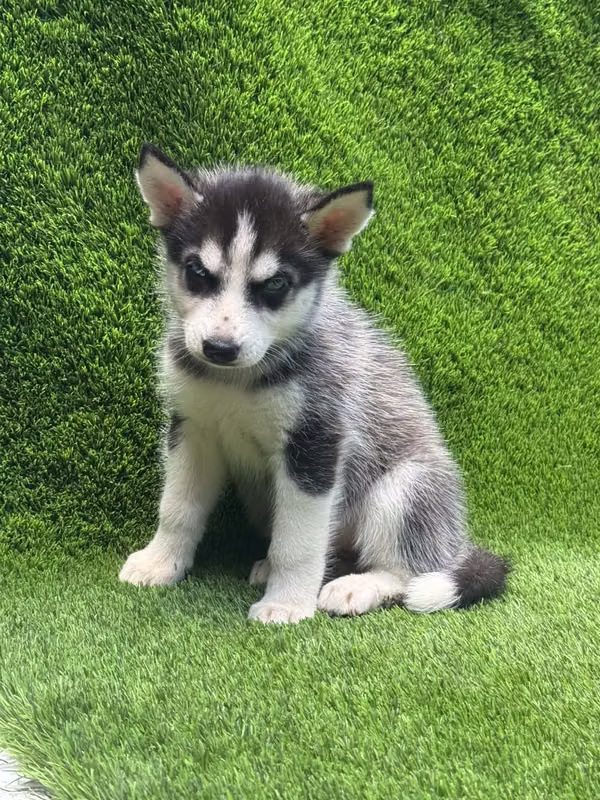 Husky siberiano 