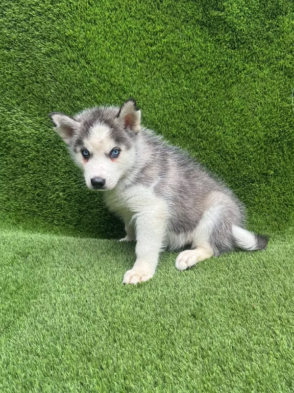 Siberian Husky