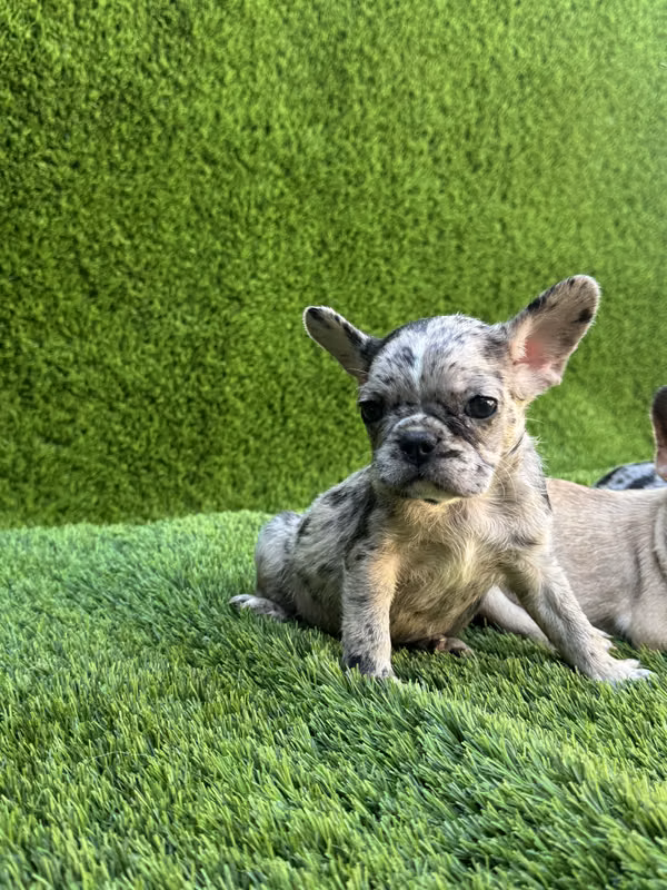 French Bulldog