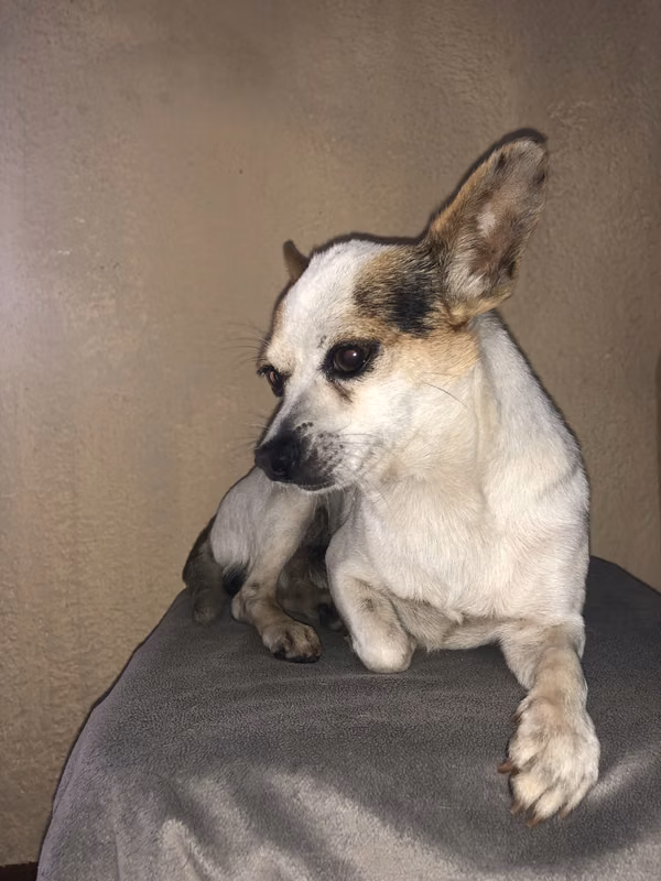Chihuahua dog