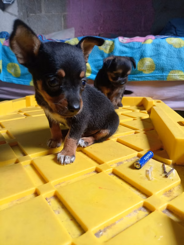 Chihuahua