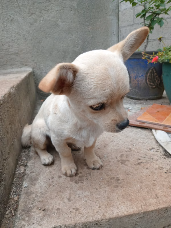 Chihuahua apple head