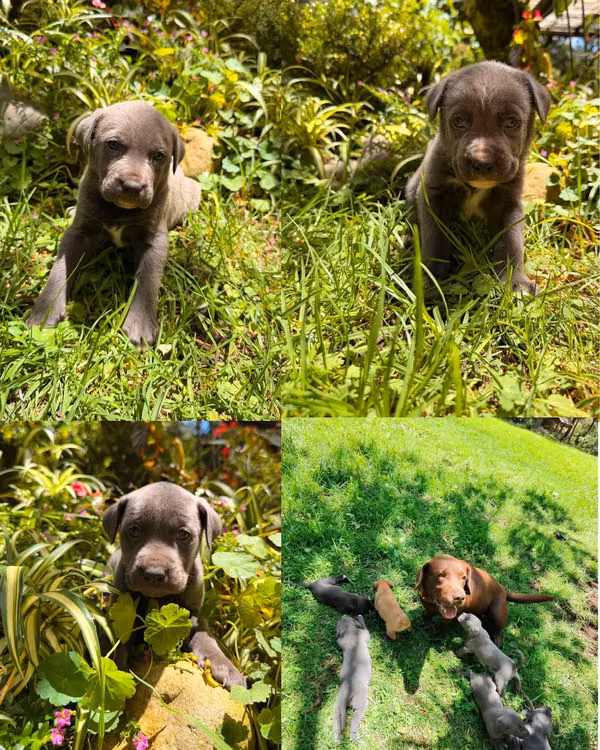 BEAUTIFUL PUPPIES READY FOR A BEAUTIFUL HOME