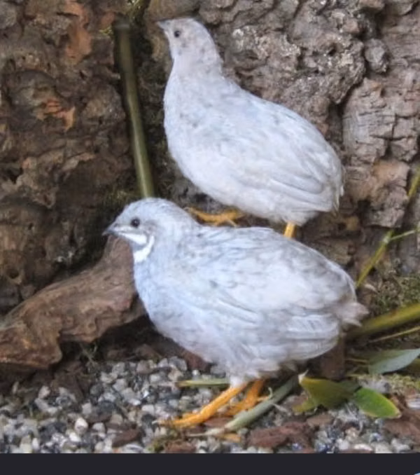 Hodornis china 