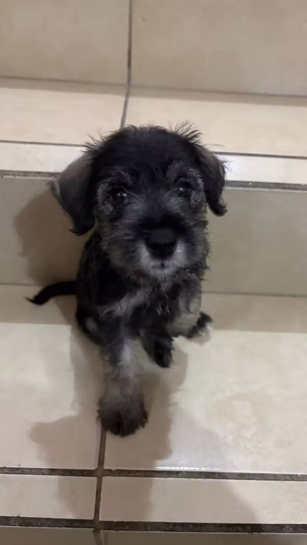  Cachorros Schnauzer Machos – Raza Pura 