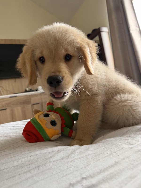Cachorra Golden Retriever  Pedigree A de Exportación y microchip