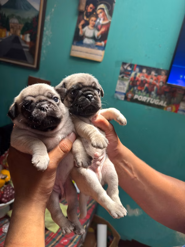 Hermosos pug es Busca de un hogar