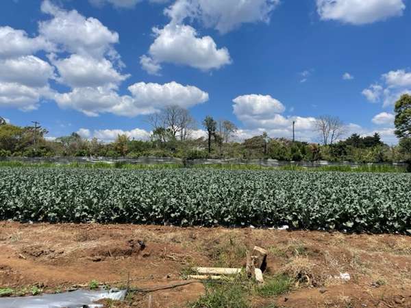 Land in Km 42 San Raymundo