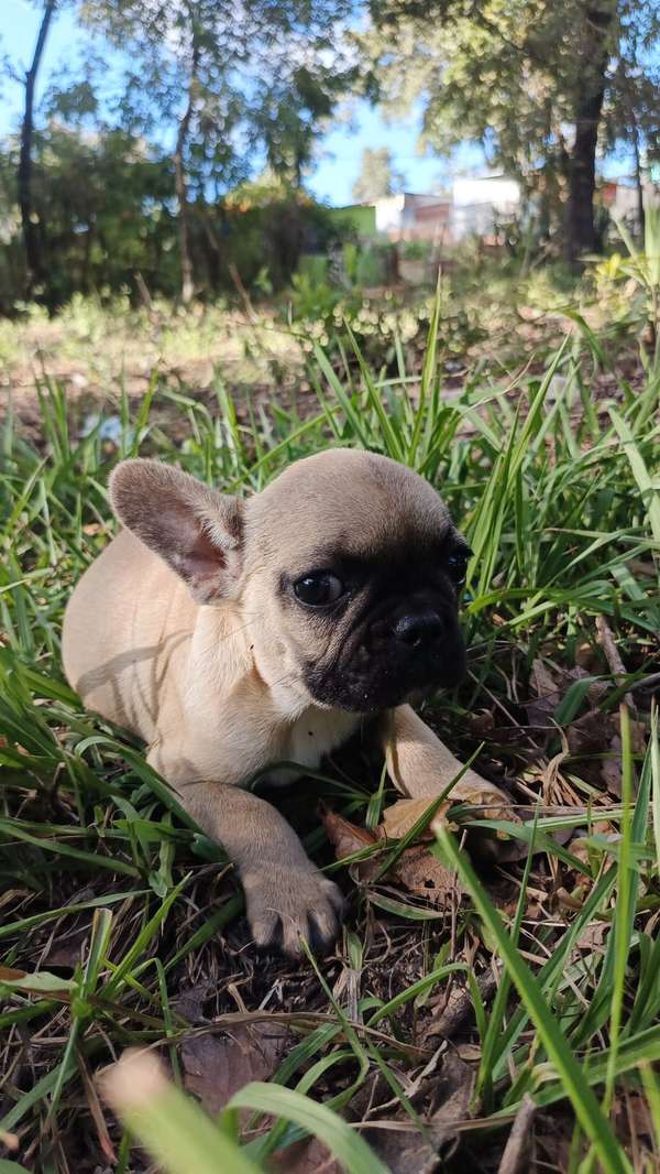 Bulldog francés 