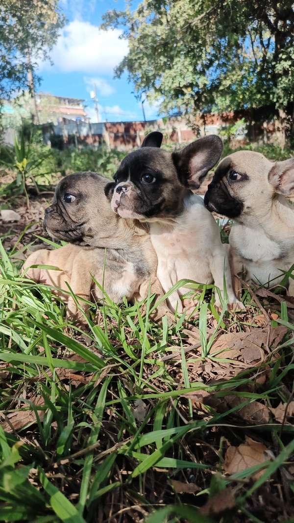 French Bulldog