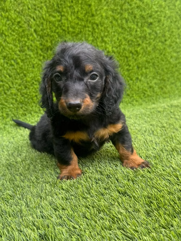 Long hair sausage