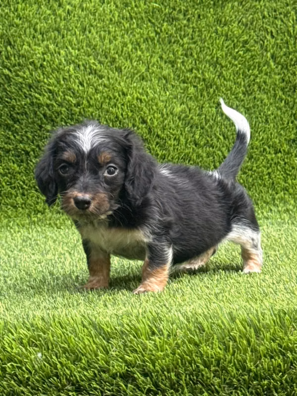 Long hair sausage