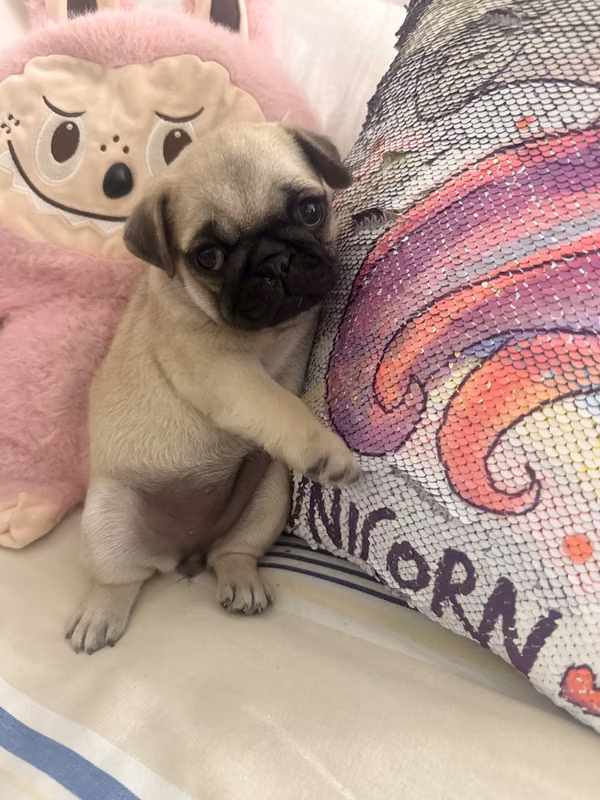 Hermosos perritos pug