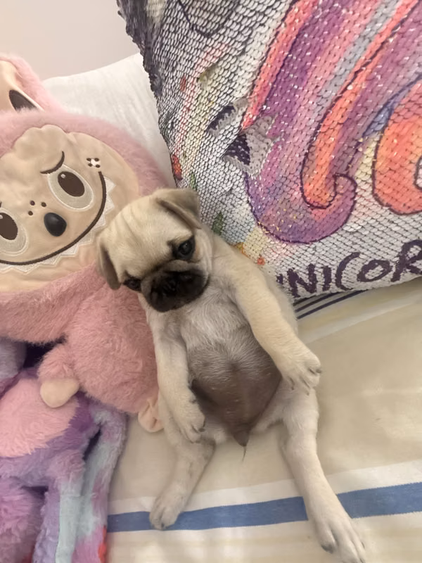 Vendo hermosos perritosPug 