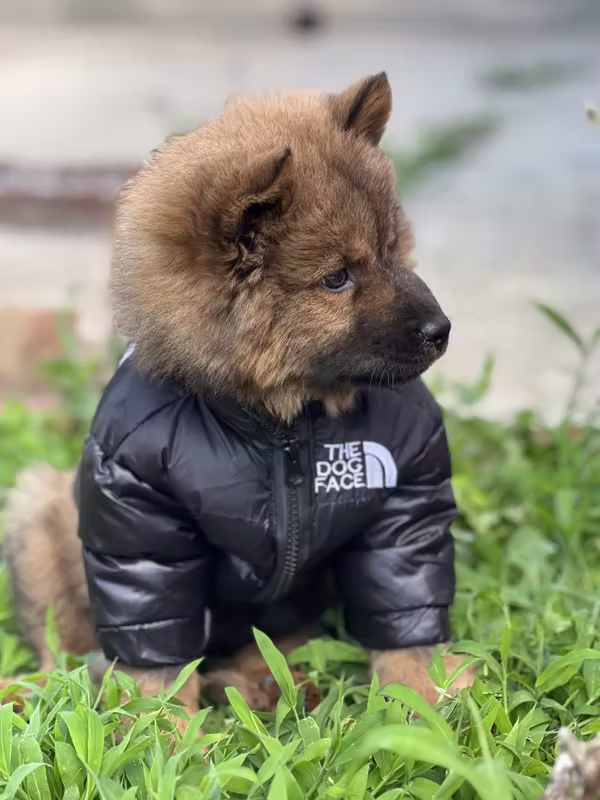 Chow Chow 