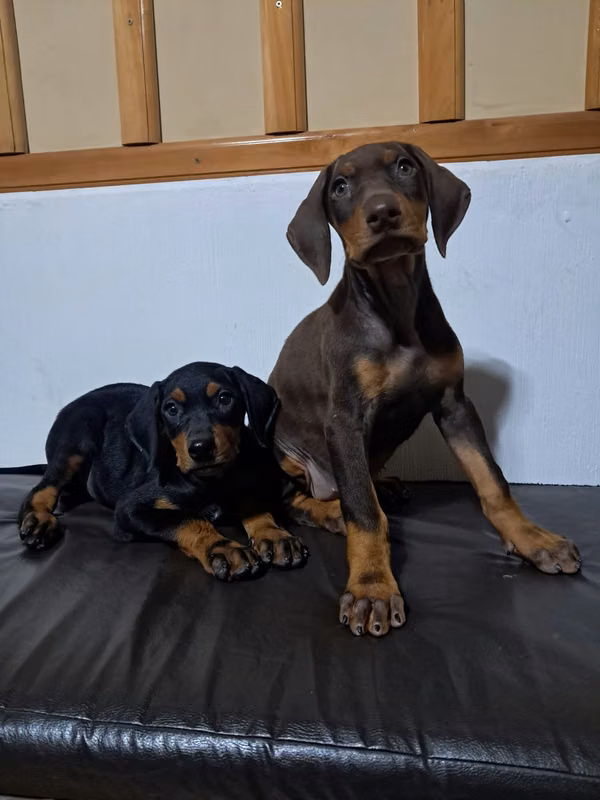 Doberman