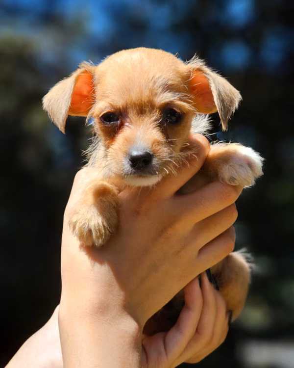 Schnauzer / Chihuahua