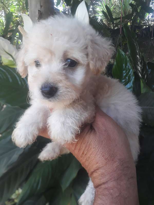 French mini puppies available